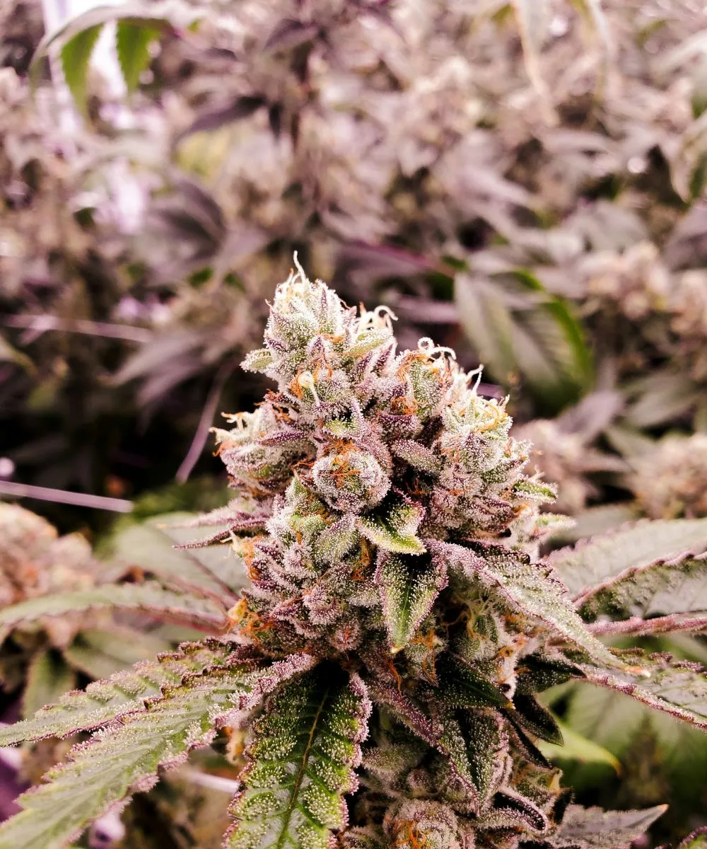 About our Cannabis