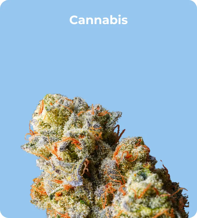 Cannabis