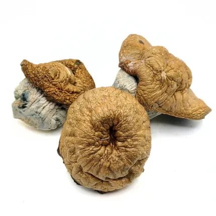 Dino Eggs