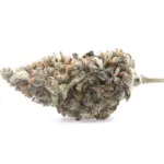 Mandarin Cookie AAAA+ - Living Soil Organics (Super Rare)