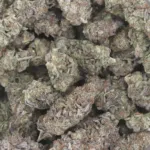 Mandarin Cookie AAAA+ - Living Soil Organics (Super Rare)